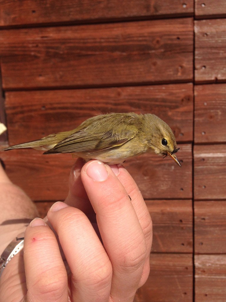 Chiffchaff