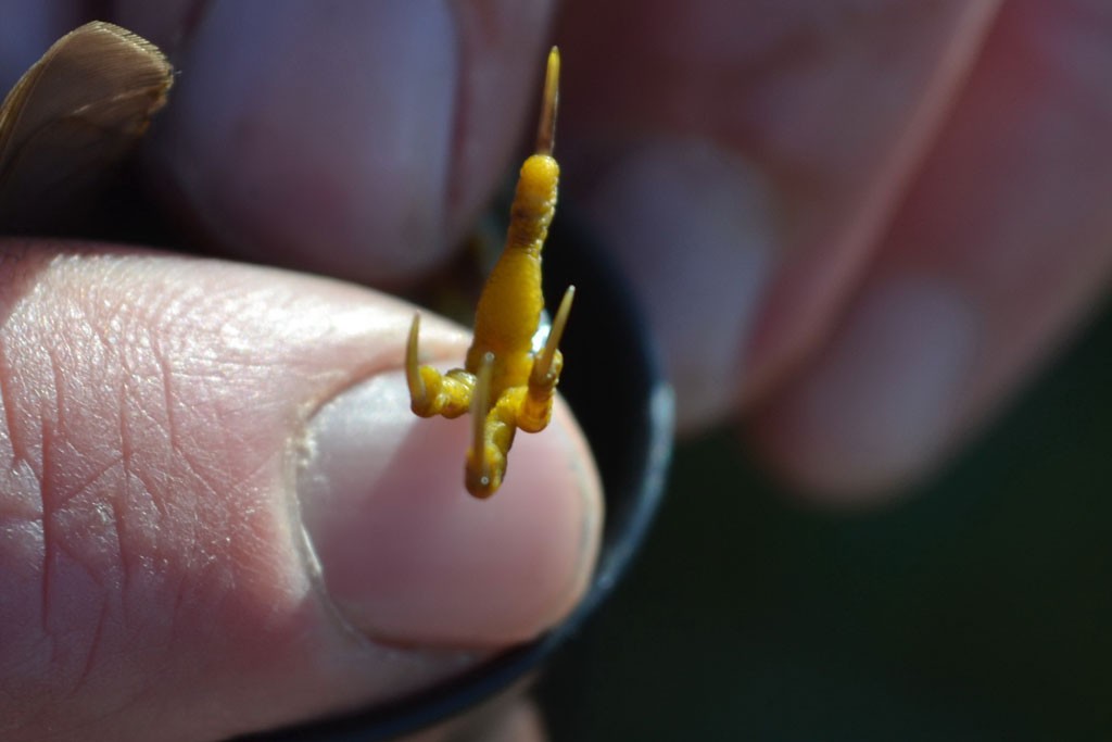 This photo shows the rarely seen underfoot of a Willow warbler – a vibrant yellow sole. 