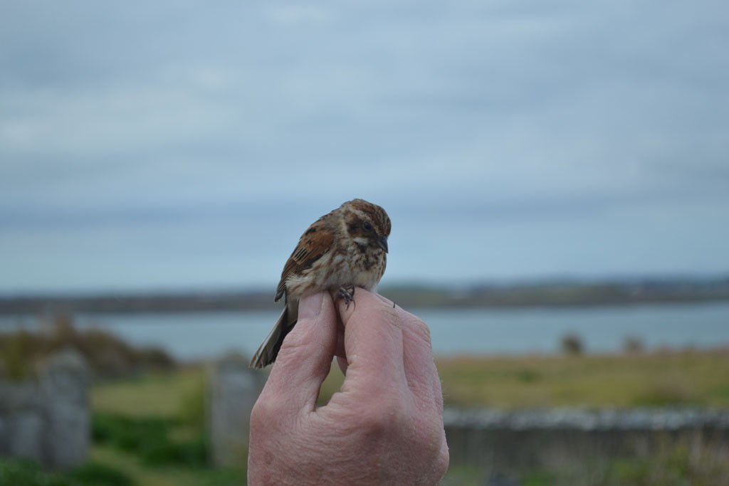 Several pairs of Reed Bunting breed on the island. A female was ringed on Sunday morning.