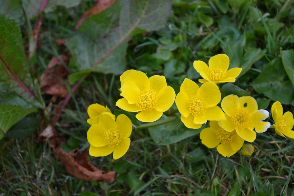 Clumps of Marsh Marigold can be found in wet areas.