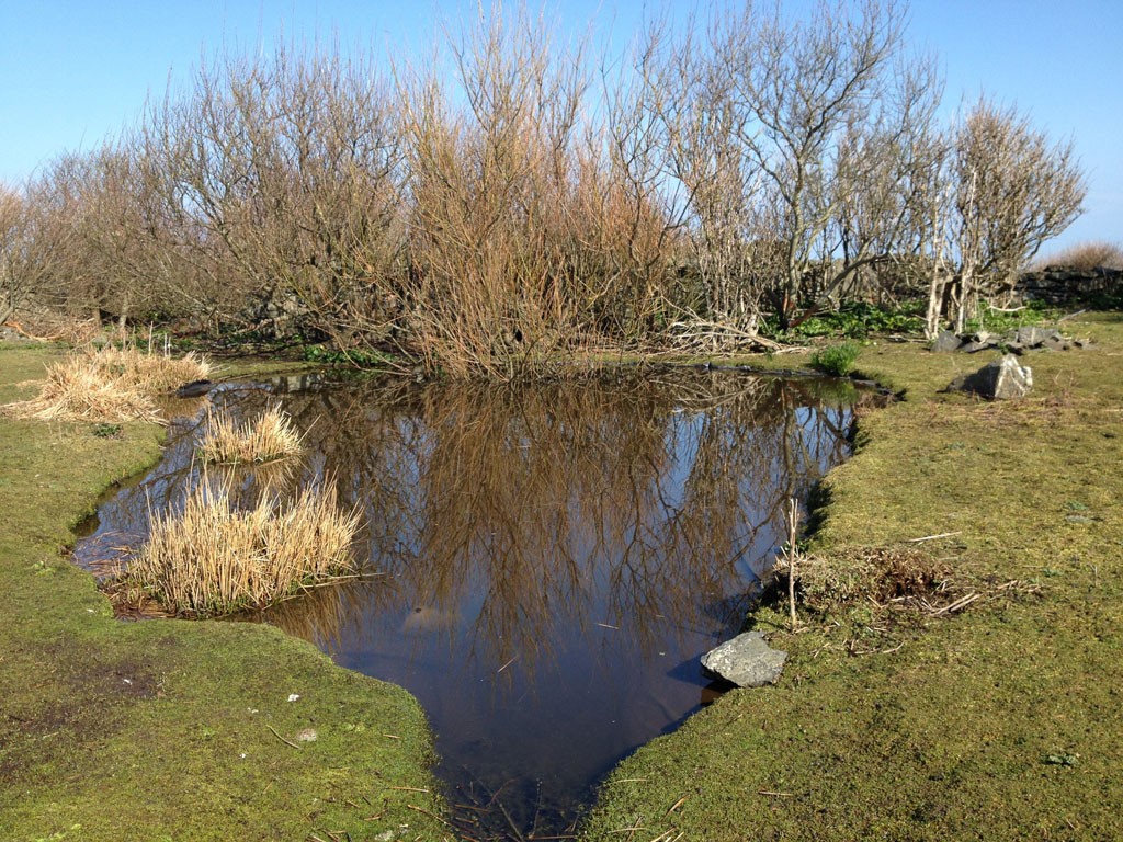 pond