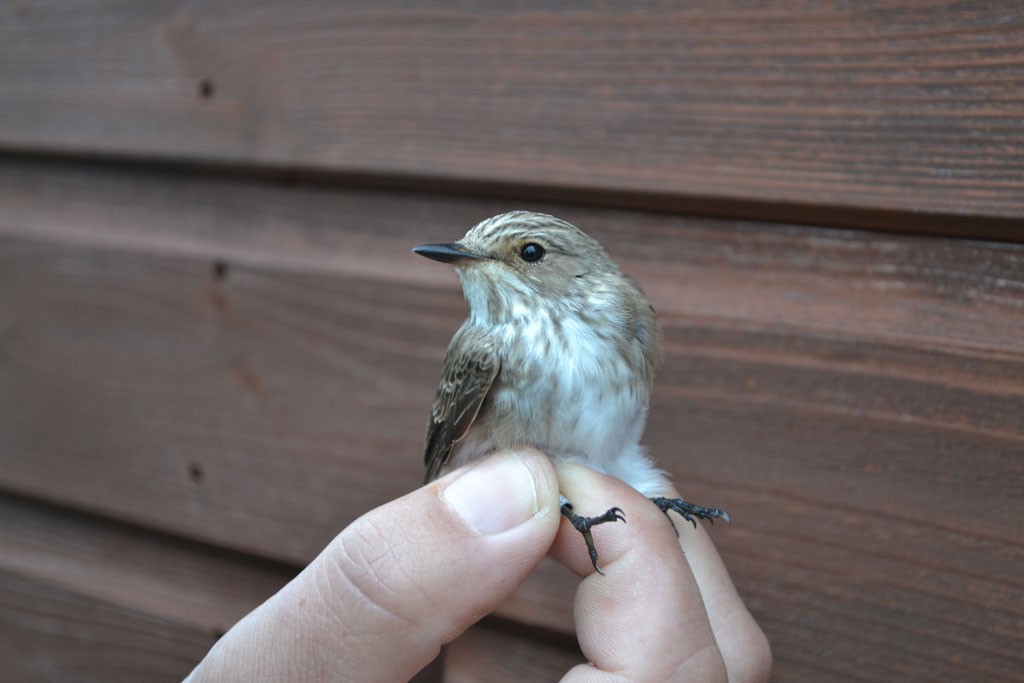 Spotted Flycatcher