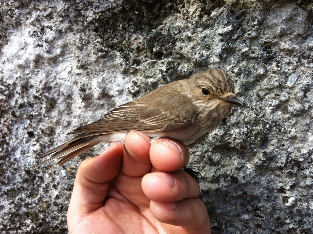 Spotted Flycatcher