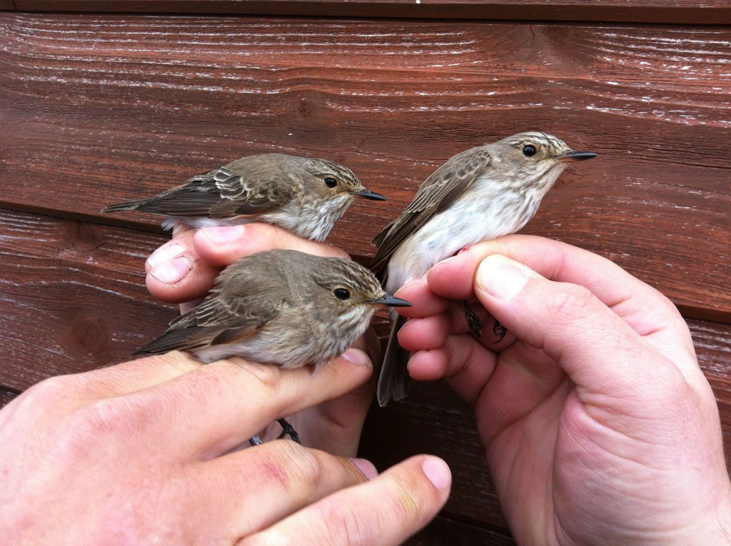 Spotted Flycatchers