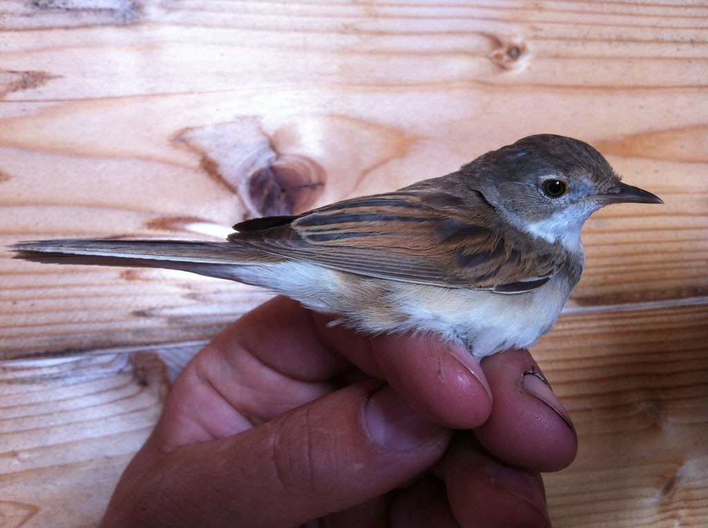 Whitethroat