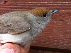 Female Blackcap