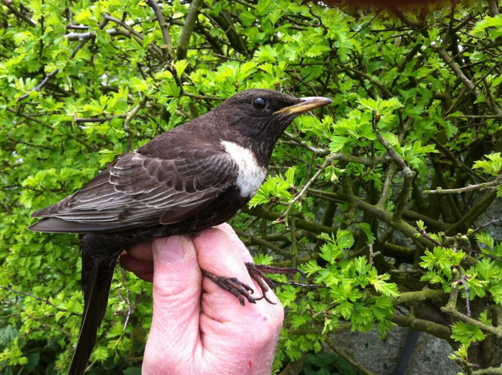 ring-ouzel