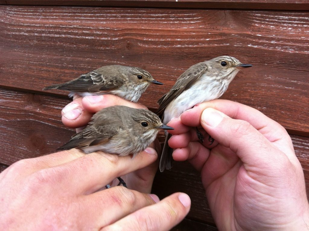 spotted-flycatcher