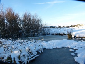 The pond in the snow on Copeland Bird Observatory