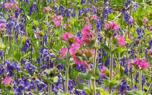 Bluebells and red campion