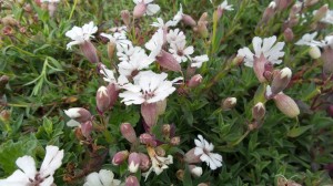 Sea campion