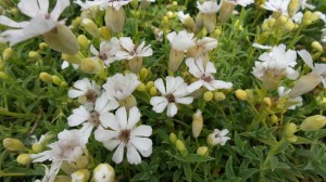 Sea campion