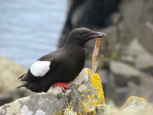 Black Guillemot Copeland Bird Observatory 