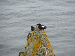 Black Guillemots Copeland Bird Observatory 