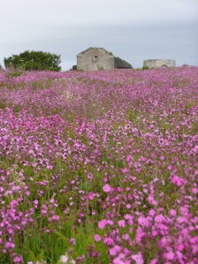 Red campion on the Copeland Bird Observatory. Photographer Ian McKee. 