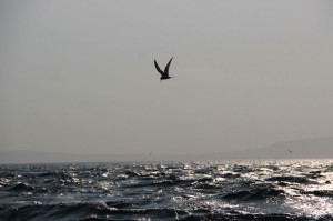 Tern off Copeland Bird Observatory. Photographer Ian McKee.