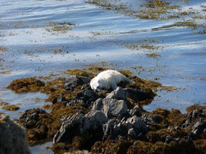 Sleepy seal pup on Copeland Bird Observatory. Photographer Ian McKee. 