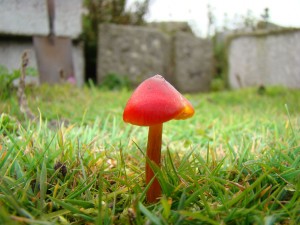 Fungi on Copeland Bird Observatory 