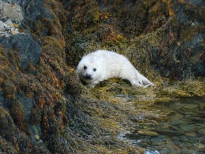 Seal Pup on Copeland Bird Observatory 