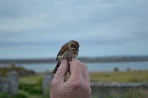 Reed Bunting