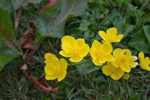 Marsh Marigold