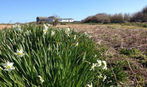 Narcissi